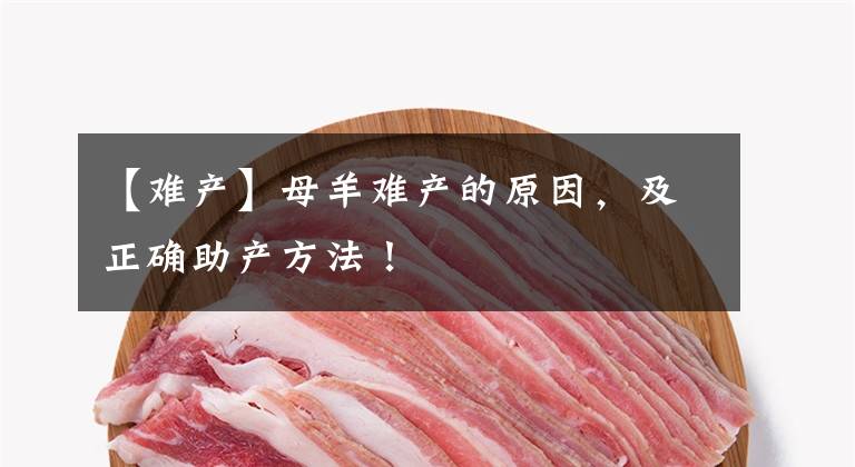 【难产】母羊难产的原因，及正确助产方法！
