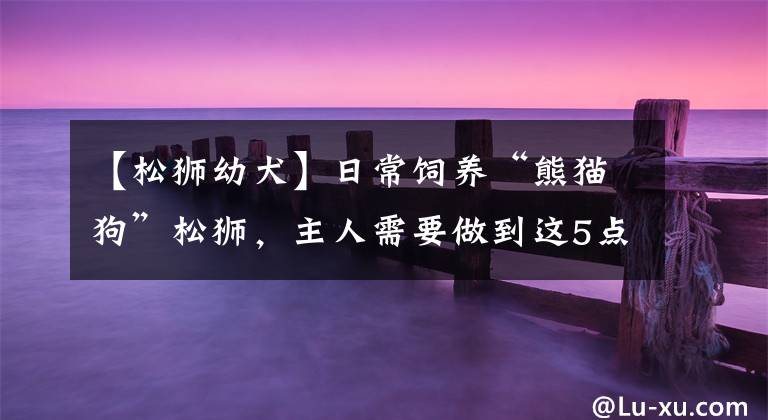 【松狮幼犬】日常饲养“熊猫狗”松狮，主人需要做到这5点