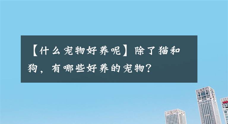 【什么宠物好养呢】除了猫和狗，有哪些好养的宠物？