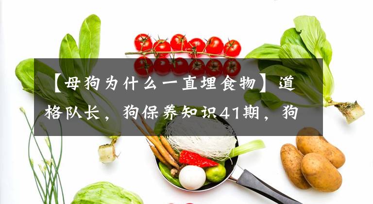 【母狗为什么一直埋食物】道格队长，狗保养知识41期，狗为什么要埋骨头？