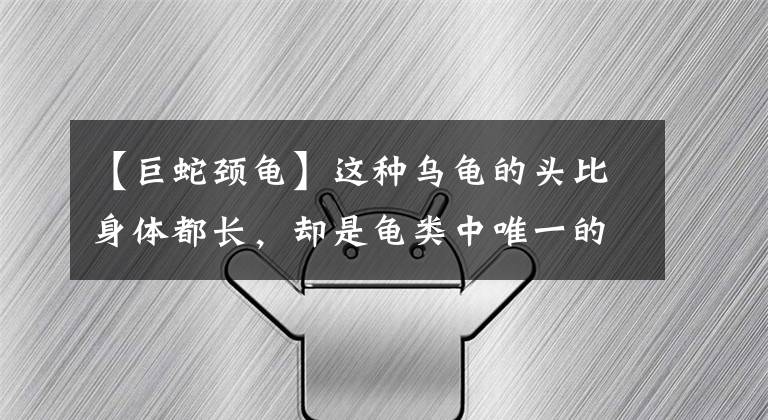【巨蛇颈龟】这种乌龟的头比身体都长，却是龟类中唯一的短命鬼！