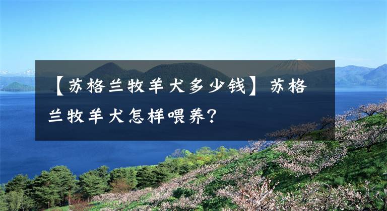 【苏格兰牧羊犬多少钱】苏格兰牧羊犬怎样喂养？