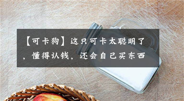 【可卡狗】这只可卡太聪明了，懂得认钱，还会自己买东西