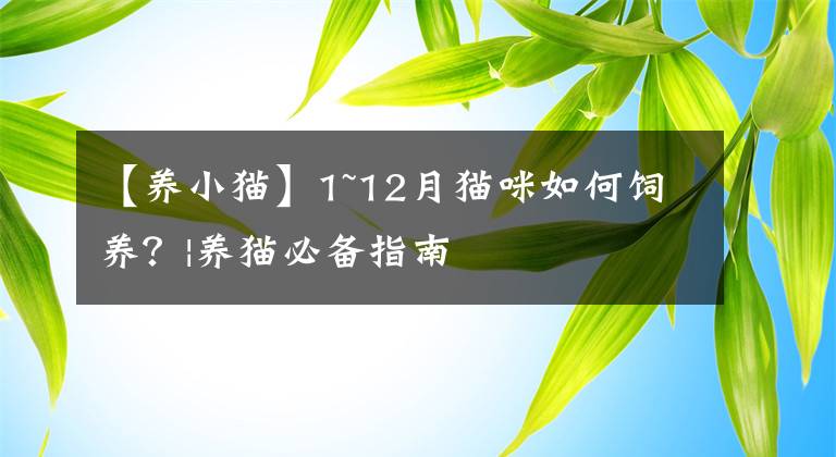 【养小猫】1~12月猫咪如何饲养？|养猫必备指南