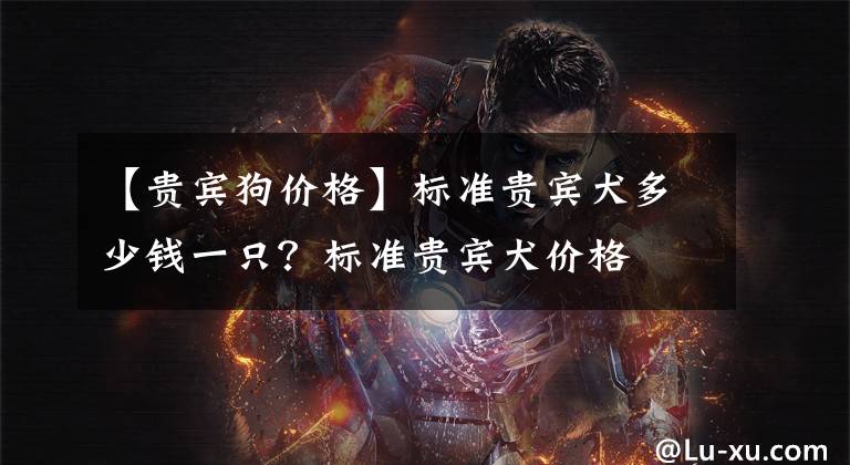 【贵宾狗价格】标准贵宾犬多少钱一只？标准贵宾犬价格