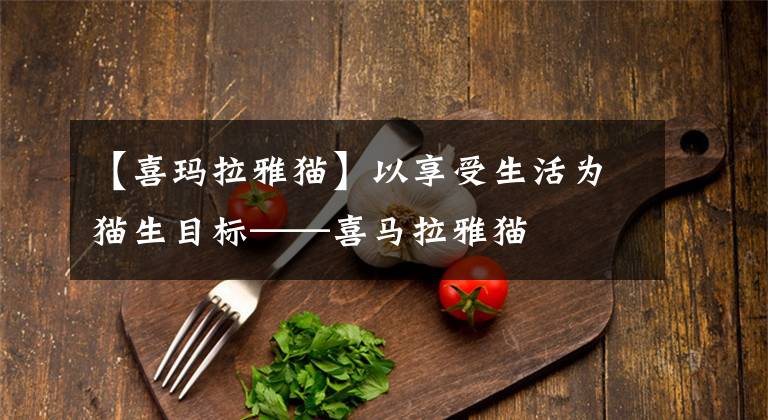 【喜玛拉雅猫】以享受生活为猫生目标——喜马拉雅猫