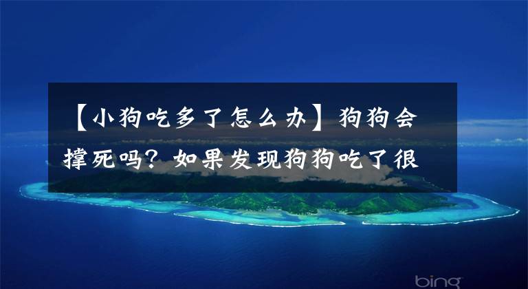 【小狗吃多了怎么办】狗狗会撑死吗？如果发现狗狗吃了很多狗粮怎么办？
