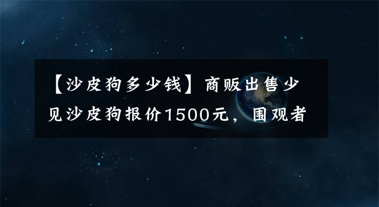 【沙皮狗多少钱】商贩出售少见沙皮狗报价1500元，围观者不了解上网查行情！