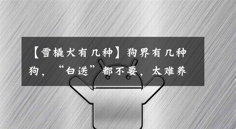 【雪橇犬有几种】狗界有几种狗，“白送”都不要，太难养了