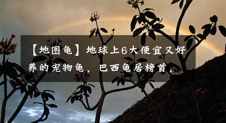 【地图龟】地球上6大便宜又好养的宠物龟，巴西龟居榜首，你养过吗？
