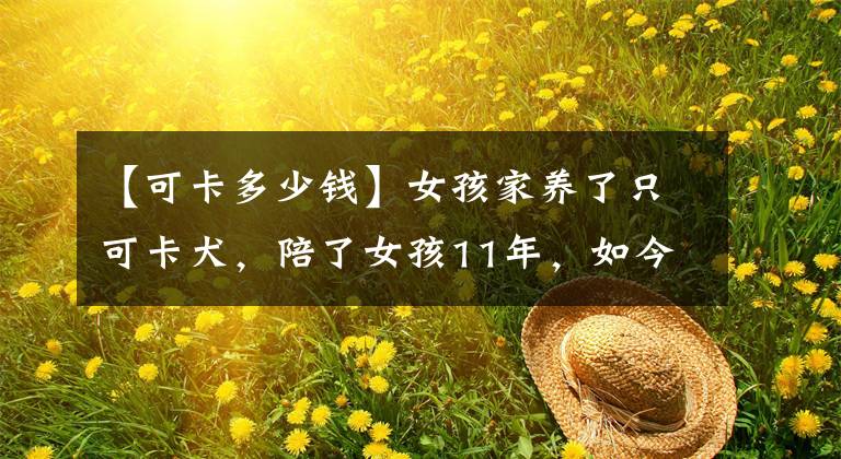 【可卡多少钱】女孩家养了只可卡犬，陪了女孩11年，如今快要老死了