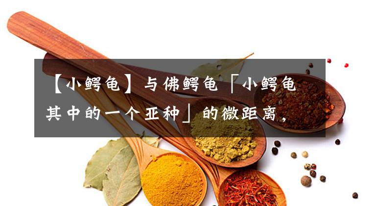 【小鳄龟】与佛鳄龟「小鳄龟其中的一个亚种」的微距离，世界最凶的龟之一