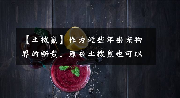 【土拔鼠】作为近些年来宠物界的新贵，原来土拨鼠也可以这么萌！