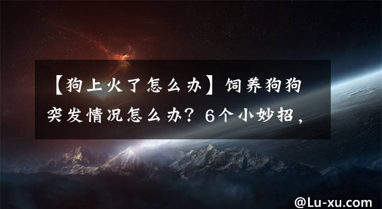 【狗上火了怎么办】饲养狗狗突发情况怎么办？6个小妙招，亲测实用，学到就是赚到