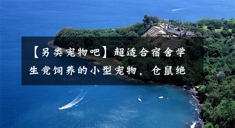 【另类宠物吧】超适合宿舍学生党饲养的小型宠物，仓鼠绝对C位，另类宠物受追捧