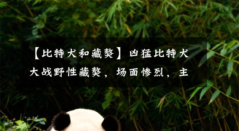 【比特犬和藏獒】凶猛比特犬大战野性藏獒，场面惨烈，主人都拉不开！
