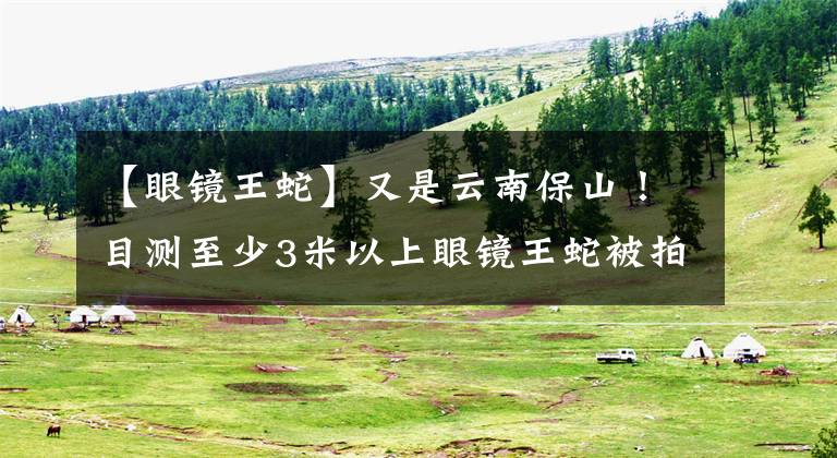 【眼镜王蛇】又是云南保山！目测至少3米以上眼镜王蛇被拍到，人遇到咋办？