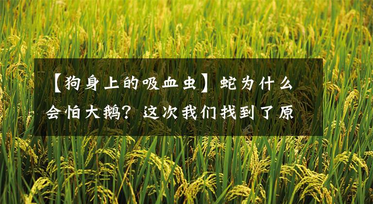 【狗身上的吸血虫】蛇为什么会怕大鹅？这次我们找到了原因