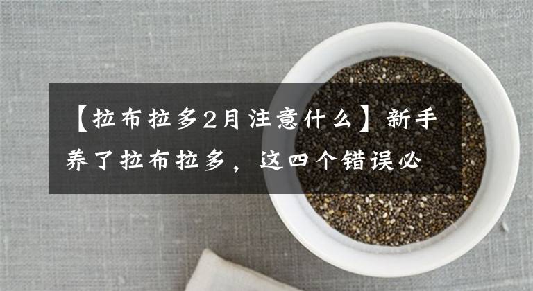 【拉布拉多2月注意什么】新手养了拉布拉多，这四个错误必须避免