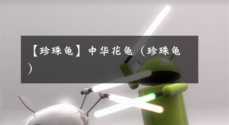 【珍珠龟】中华花龟（珍珠龟）
