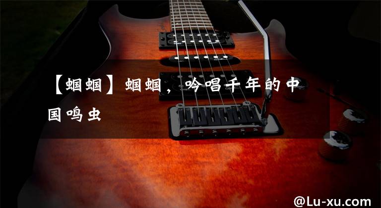 【蝈蝈】蝈蝈，吟唱千年的中国鸣虫