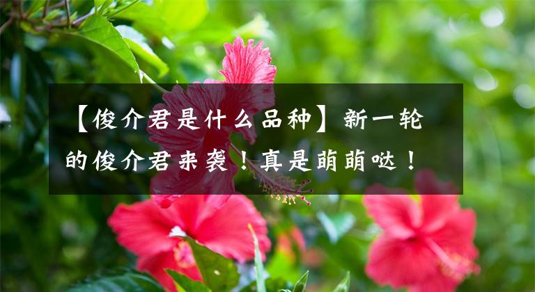 【俊介君是什么品种】新一轮的俊介君来袭！真是萌萌哒！