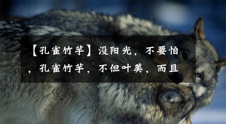 【孔雀竹芋】没阳光，不要怕，孔雀竹芋，不但叶美，而且不用多少阳光就能活！