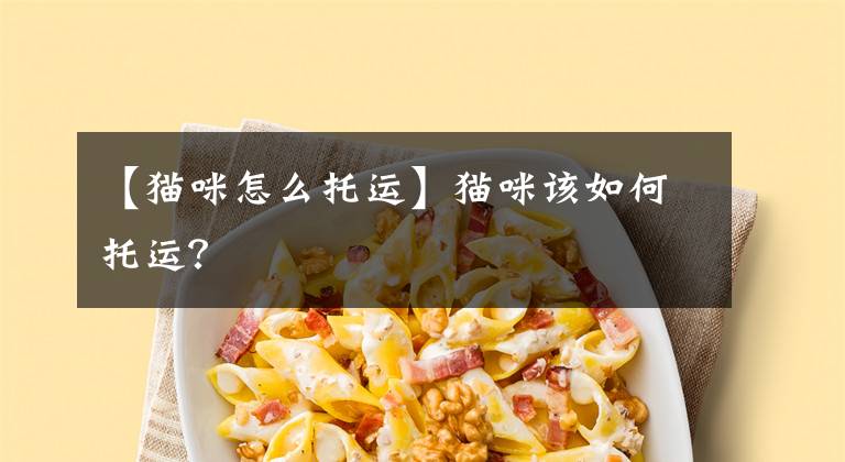 【猫咪怎么托运】猫咪该如何托运？
