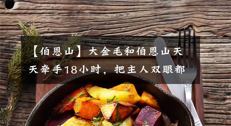 【伯恩山】大金毛和伯恩山天天牵手18小时，把主人双眼都快闪瞎了！