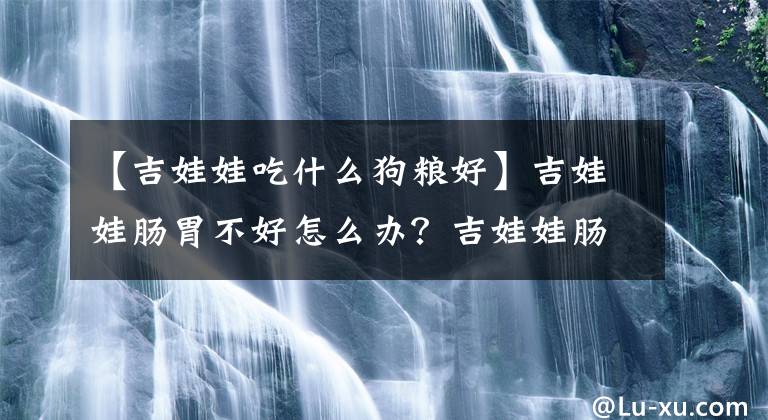 【吉娃娃吃什么狗粮好】吉娃娃肠胃不好怎么办？吉娃娃肠胃不好吃什么好？