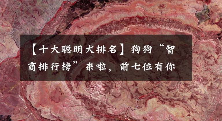 【十大聪明犬排名】狗狗“智商排行榜”来啦，前七位有你家的吗？