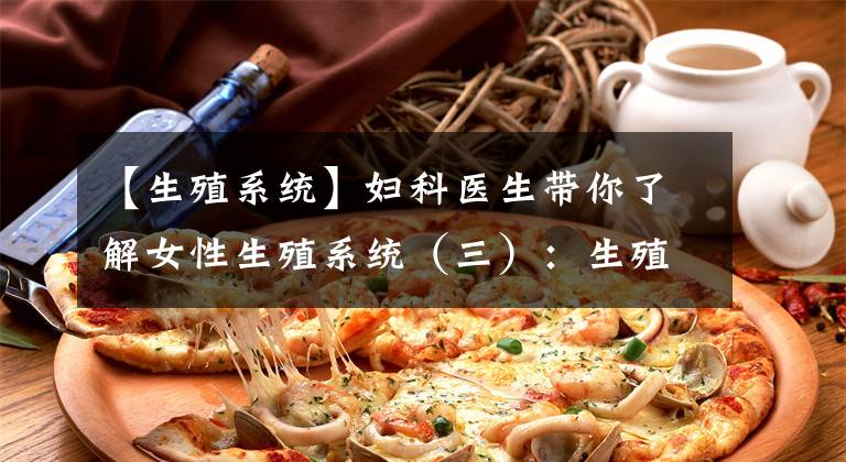 【生殖系统】妇科医生带你了解女性生殖系统（三）：生殖系统的邻近器官和盆骨