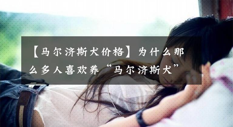 【马尔济斯犬价格】为什么那么多人喜欢养“马尔济斯犬”？这6个优点，让人爱不释手