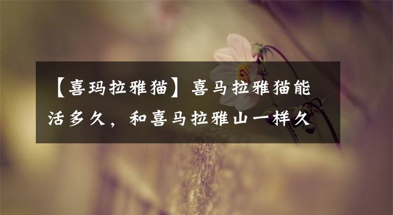 【喜玛拉雅猫】喜马拉雅猫能活多久，和喜马拉雅山一样久么