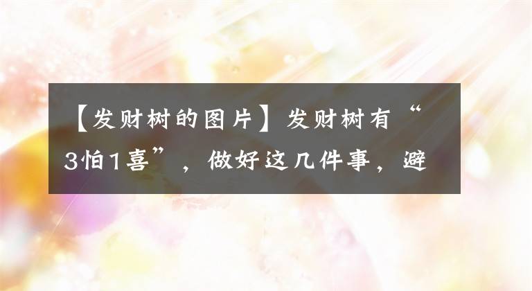 【发财树的图片】发财树有“3怕1喜”，做好这几件事，避免烂根黄叶，长得茂盛