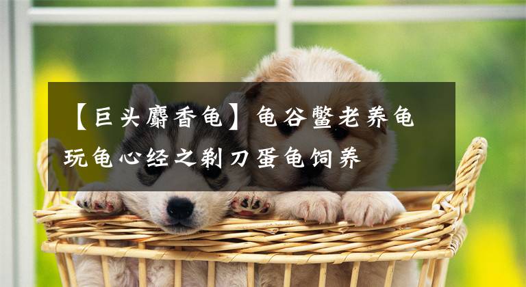 【巨头麝香龟】龟谷鳖老养龟玩龟心经之剃刀蛋龟饲养