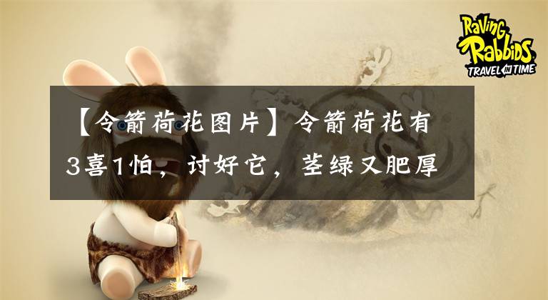 【令箭荷花图片】令箭荷花有3喜1怕，讨好它，茎绿又肥厚，一盆开花几十朵