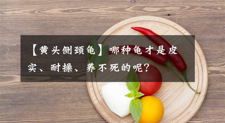 【黄头侧颈龟】哪种龟才是皮实、耐操、养不死的呢？