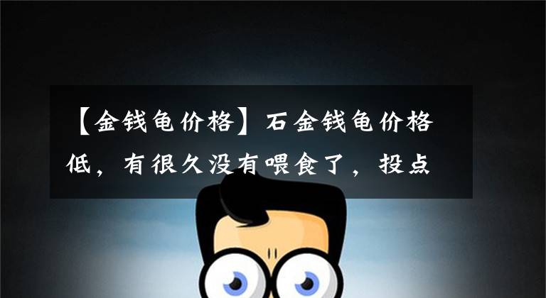 【金钱龟价格】石金钱龟价格低，有很久没有喂食了，投点鱼肉猛抢不够吃