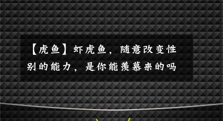 【虎鱼】虾虎鱼，随意改变性别的能力，是你能羡慕来的吗？