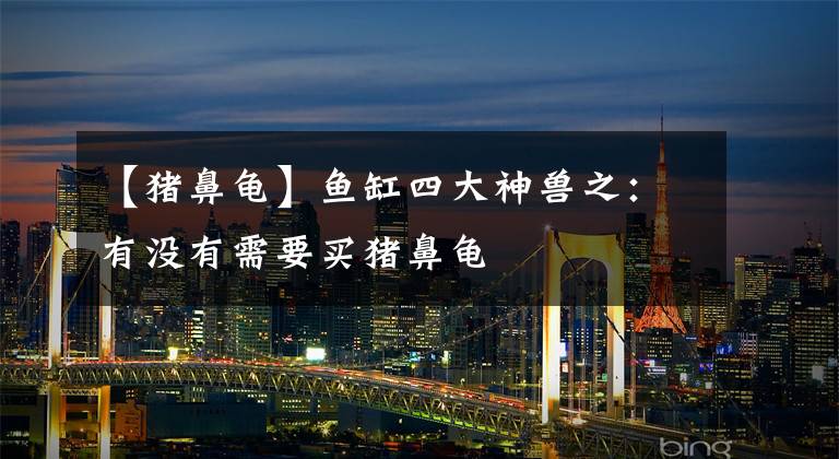 【猪鼻龟】鱼缸四大神兽之：有没有需要买猪鼻龟