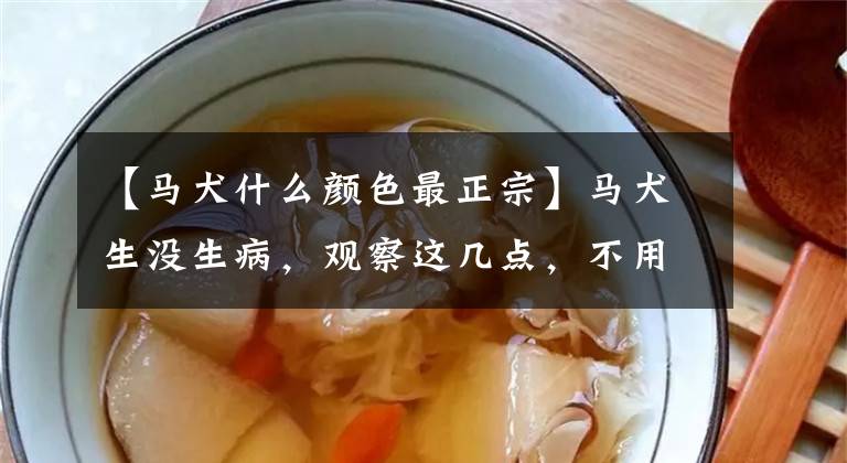 【马犬什么颜色最正宗】马犬生没生病，观察这几点，不用总往医院跑，没必要！