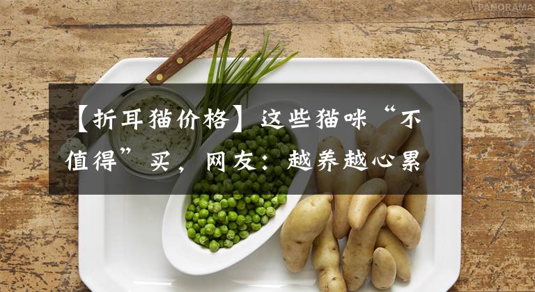 【折耳猫价格】这些猫咪“不值得”买，网友：越养越心累