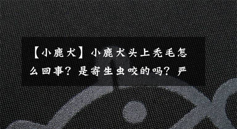 【小鹿犬】小鹿犬头上秃毛怎么回事？是寄生虫咬的吗？严重不？
