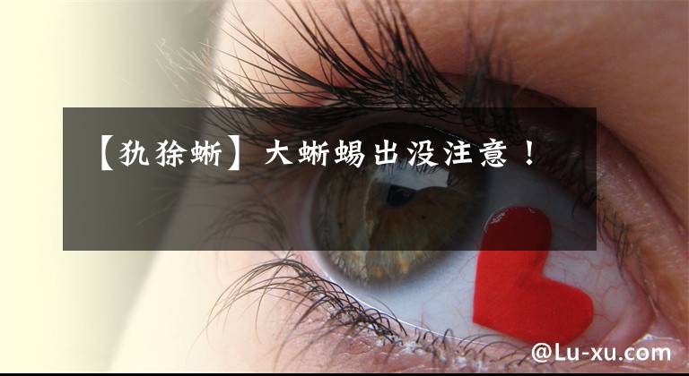 【犰狳蜥】大蜥蜴出没注意！