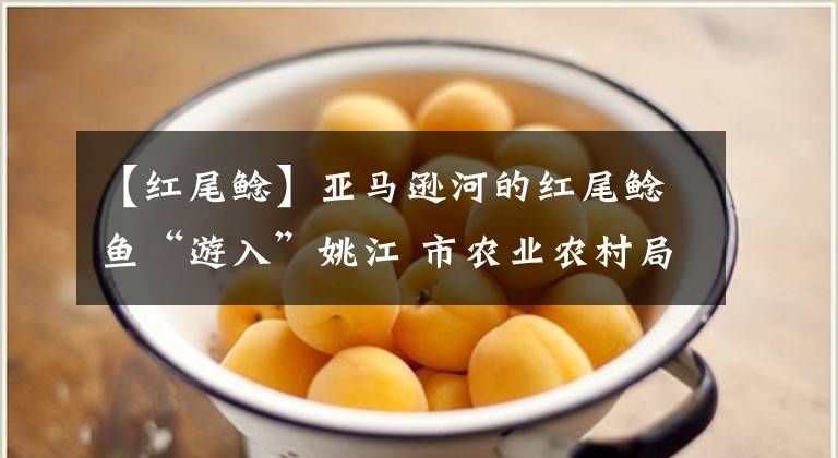 【红尾鲶】亚马逊河的红尾鲶鱼“游入”姚江 市农业农村局发文规范放生行为