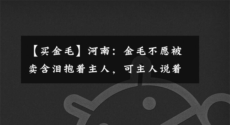 【买金毛】河南：金毛不愿被卖含泪抱着主人，可主人说着不舍，却不停问要吗