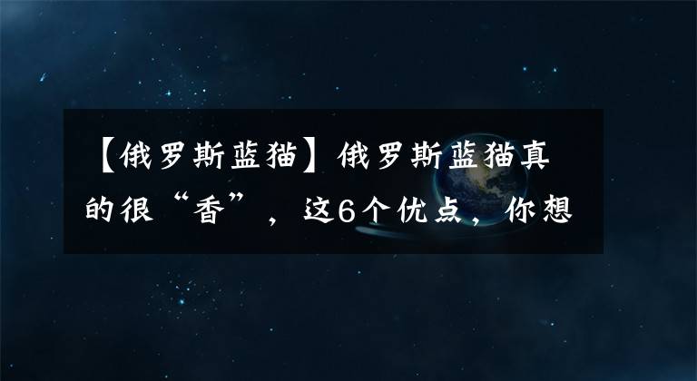 【俄罗斯蓝猫】俄罗斯蓝猫真的很“香”，这6个优点，你想拥有吗？