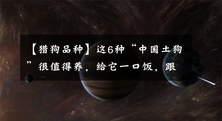 【猎狗品种】这6种“中国土狗”很值得养，给它一口饭，跟你一辈子