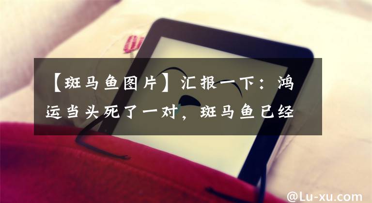 【斑马鱼图片】汇报一下：鸿运当头死了一对，斑马鱼已经从55锐减到现在的13条